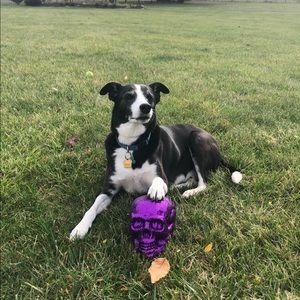 Meet your Posher, Alex